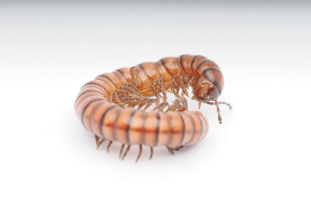 flat-backed millipede