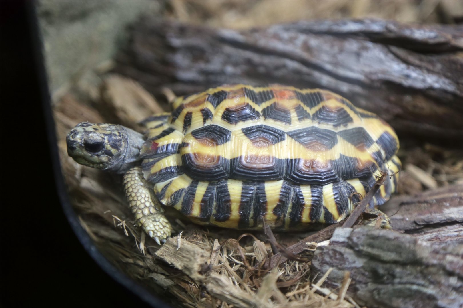 Flat-backed spider tortoise (Pyxis planicauda)