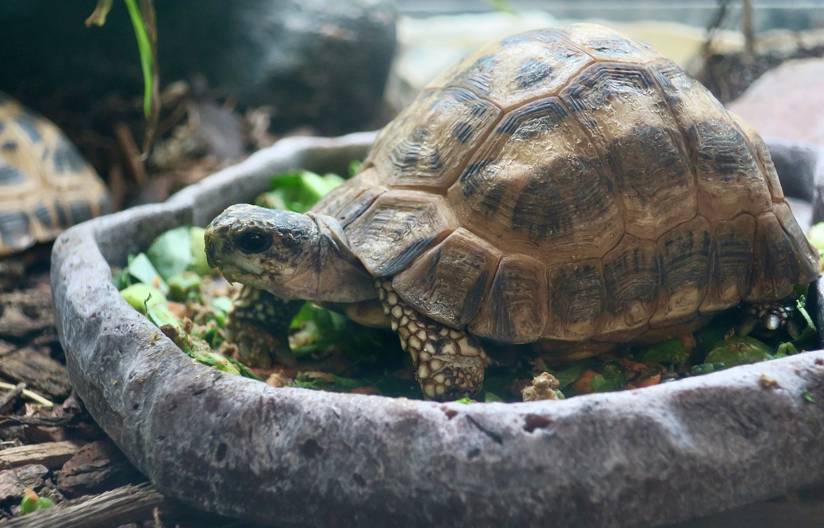Flat-Backed Spider Tortoise (Pyxis planicauda)