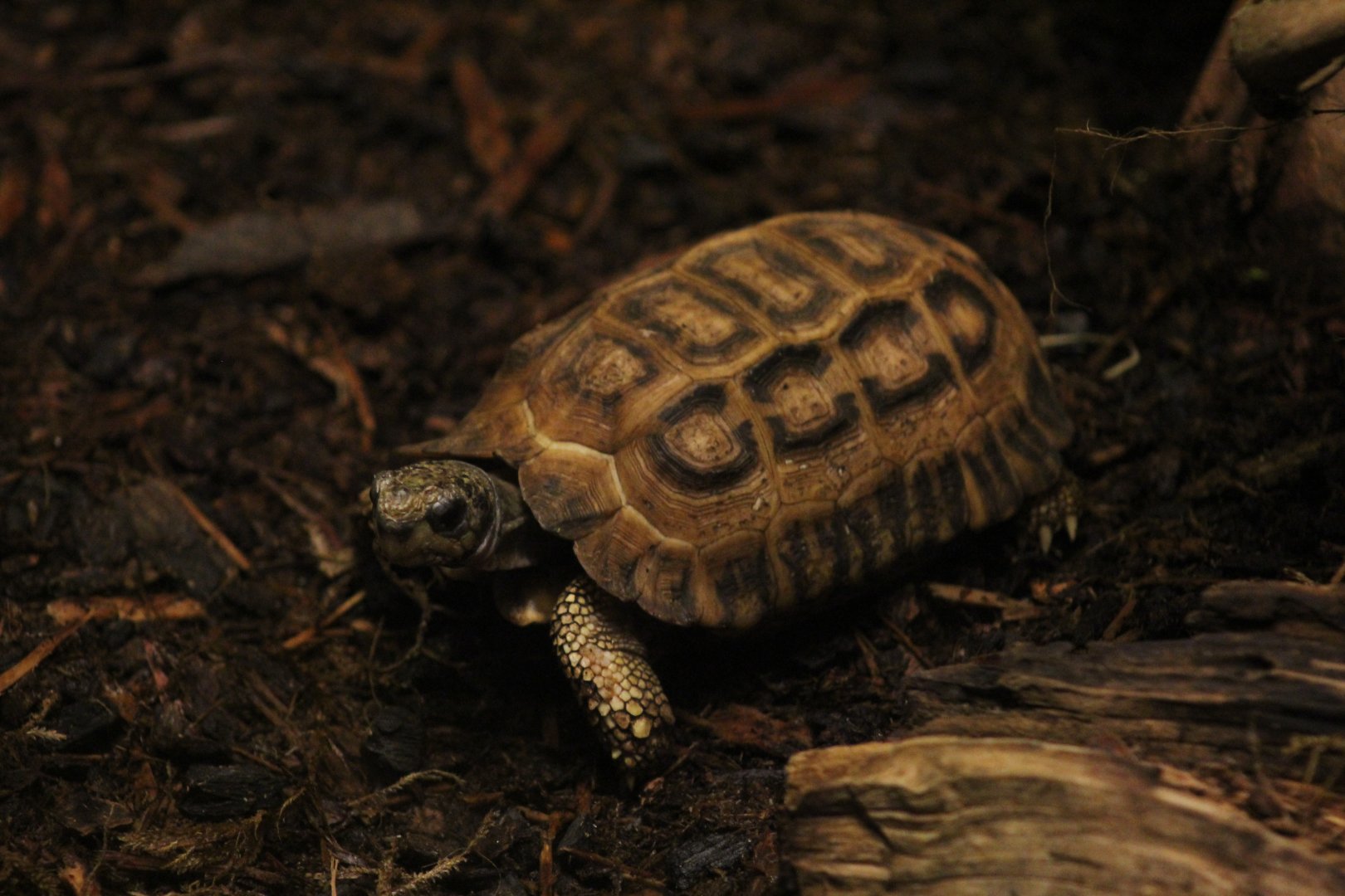 Flat-Backed Spider Tortoise
