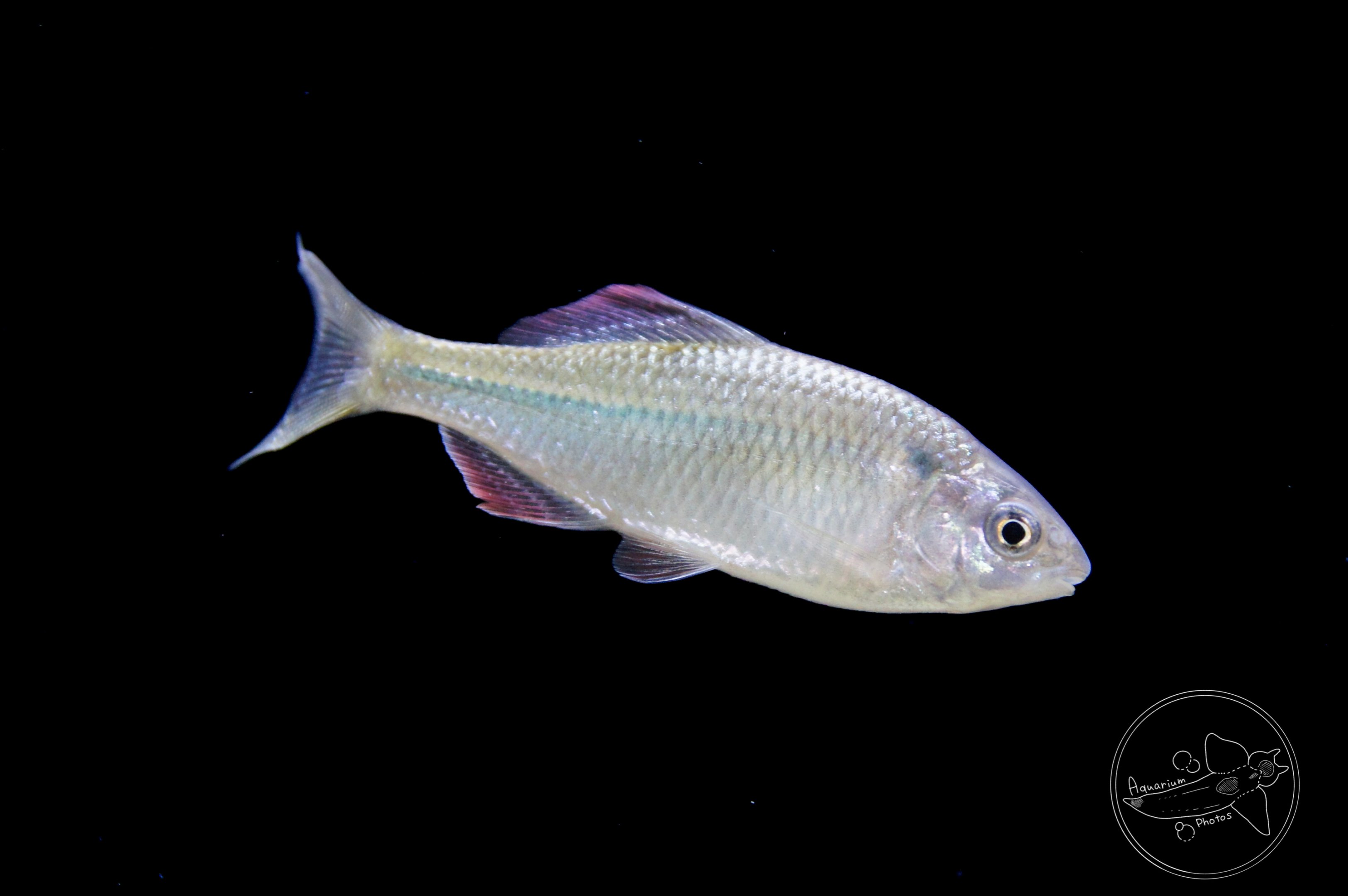 Flat Bitterling (Acheilognathus rhombeus)