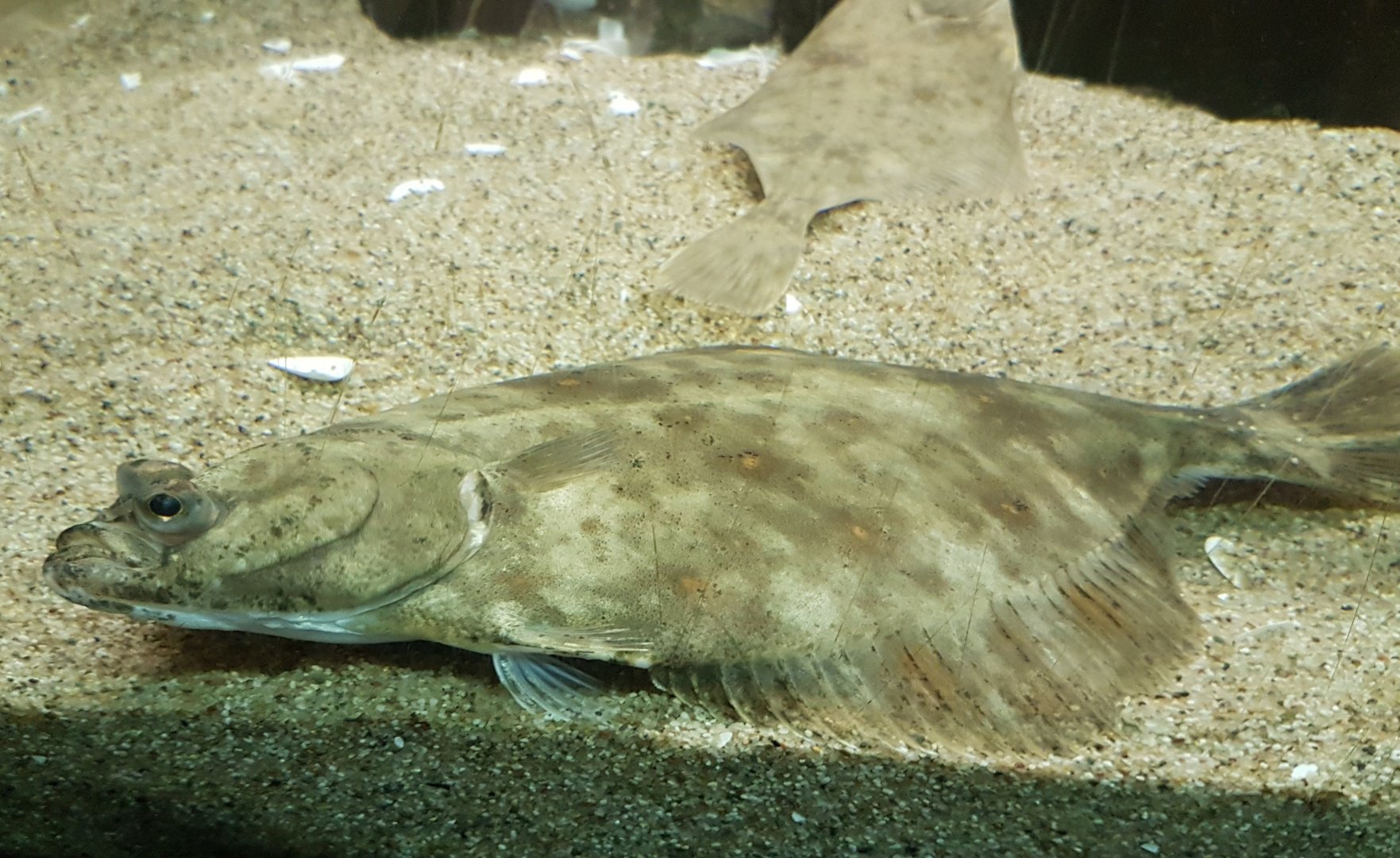 Flat-fish ID