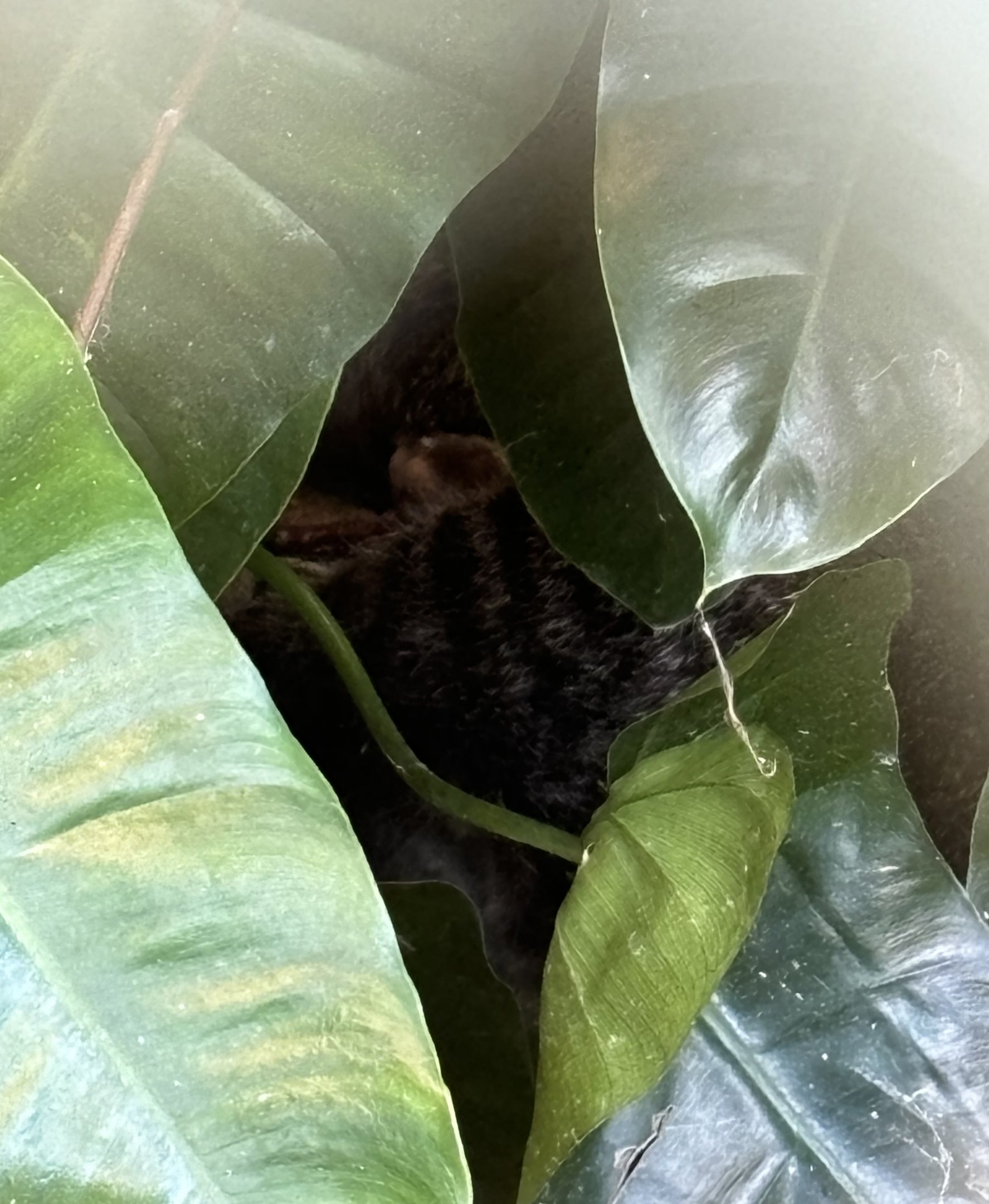 Flat-headed Cat #1 (we saw 2 out of the 4)