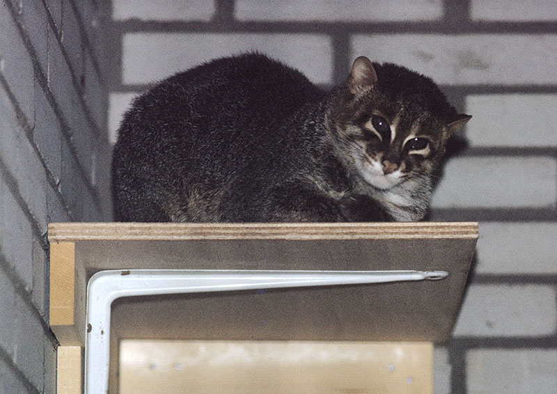 Flat-headed cat 1974