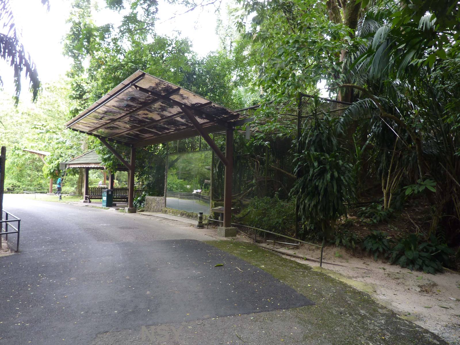 Flat-headed cat enclosure, May 2013