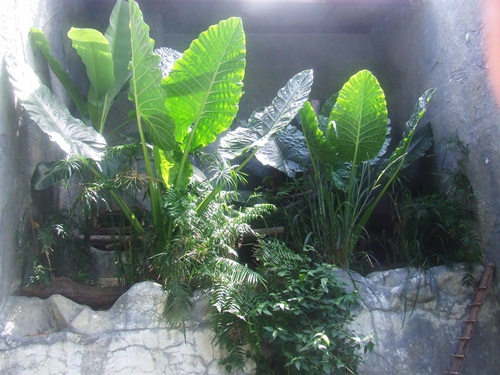 Flat-headed Cat exhibit