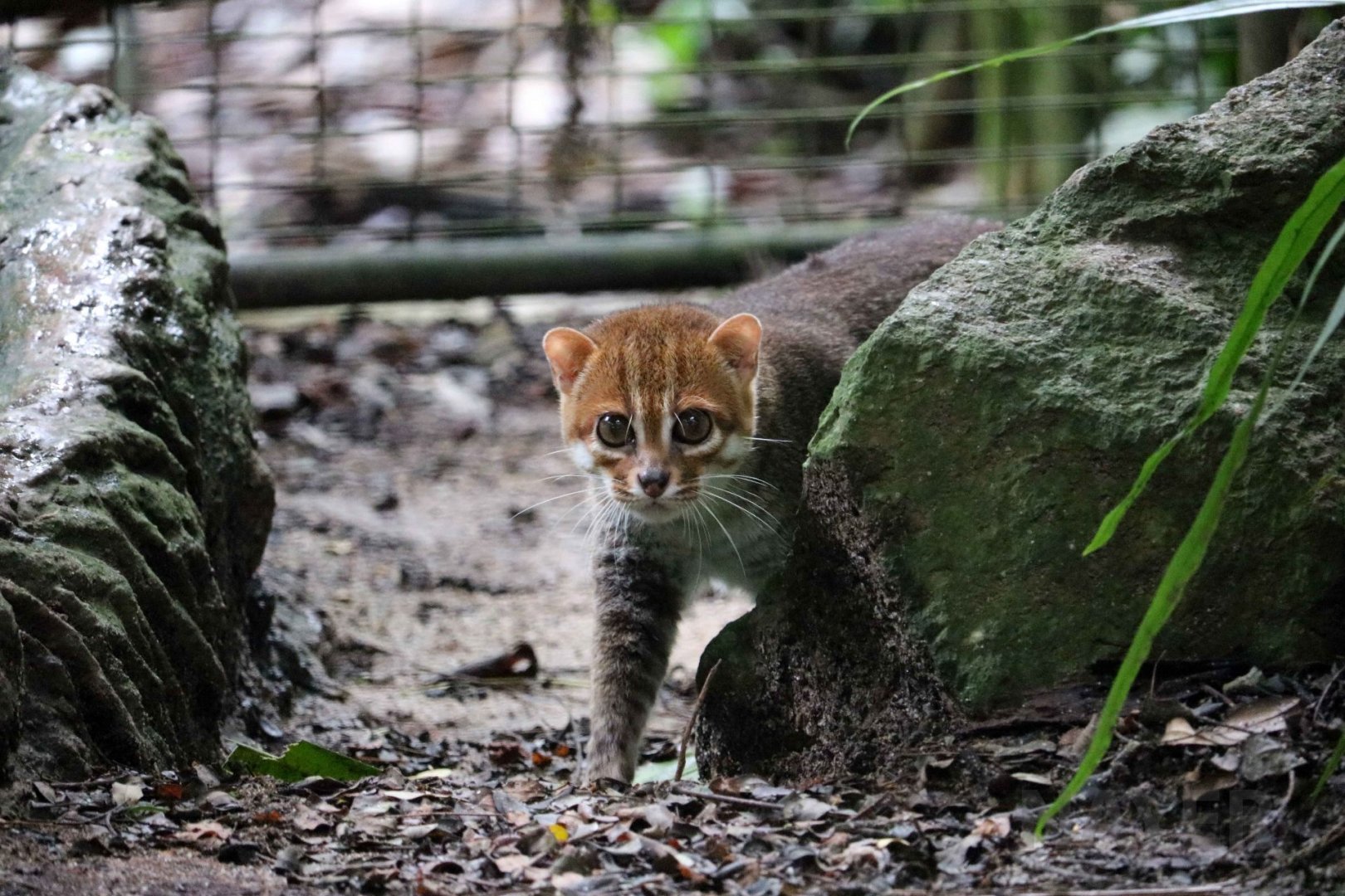 Flat-headed cat, June 2016