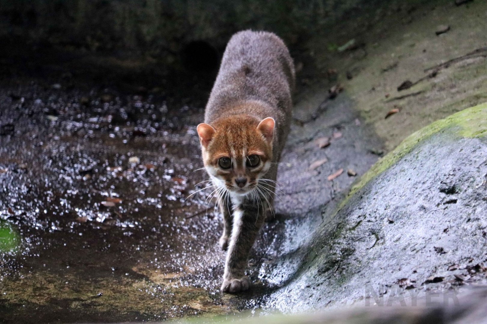 Flat-headed cat, June 2016