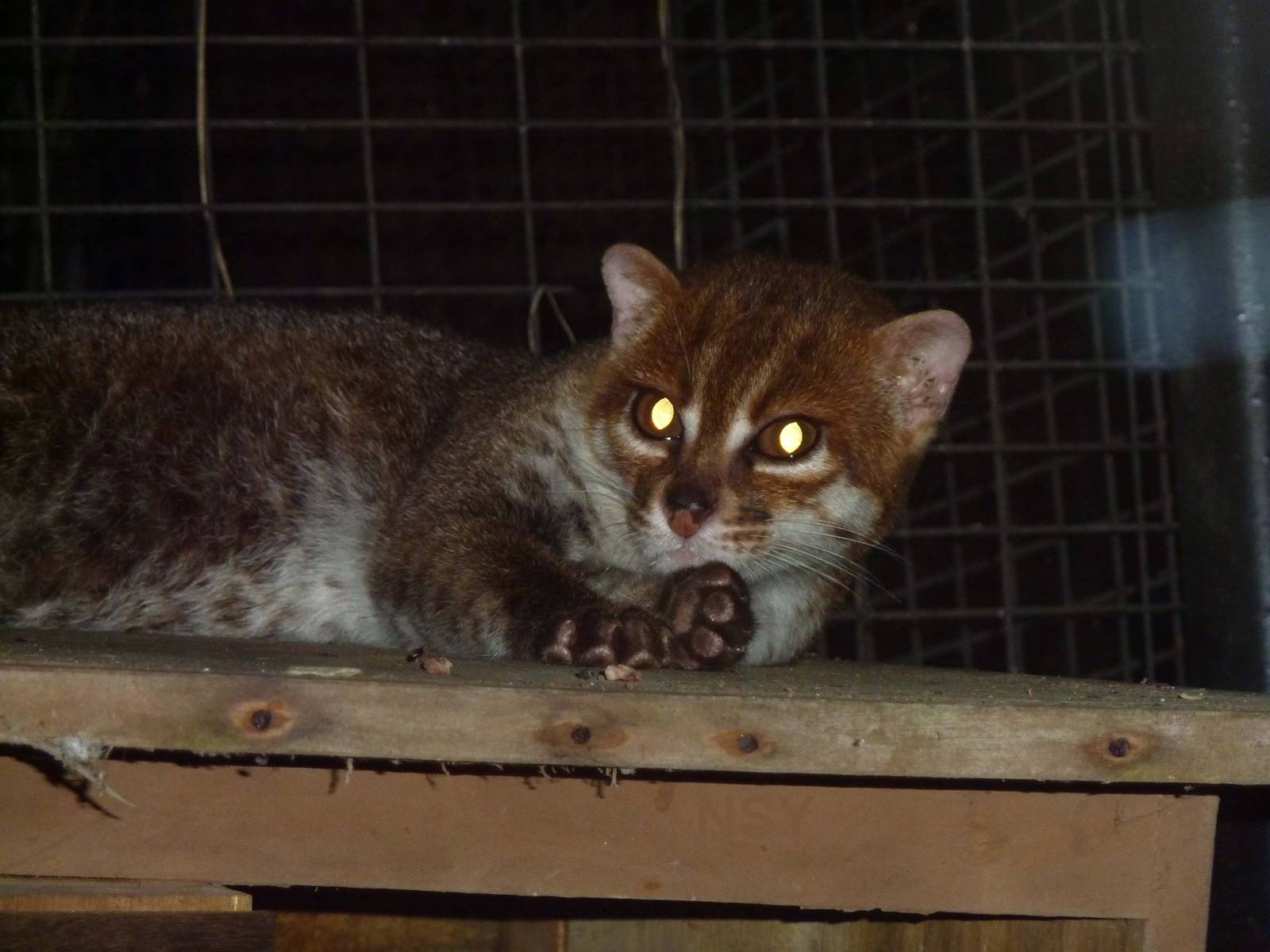 Flat-headed cat, May 2013