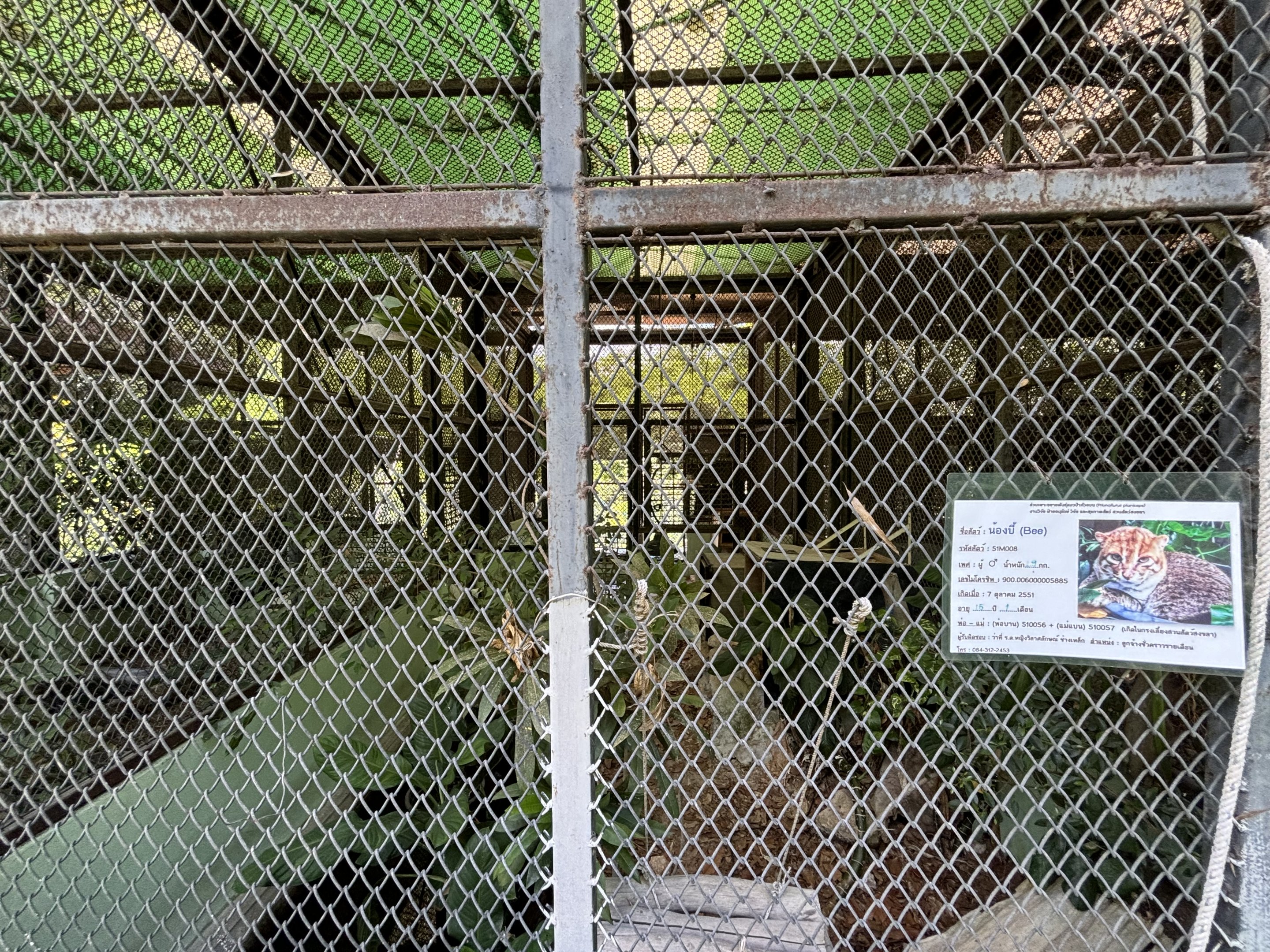 Flat-headed Cat (off-show breeding center)