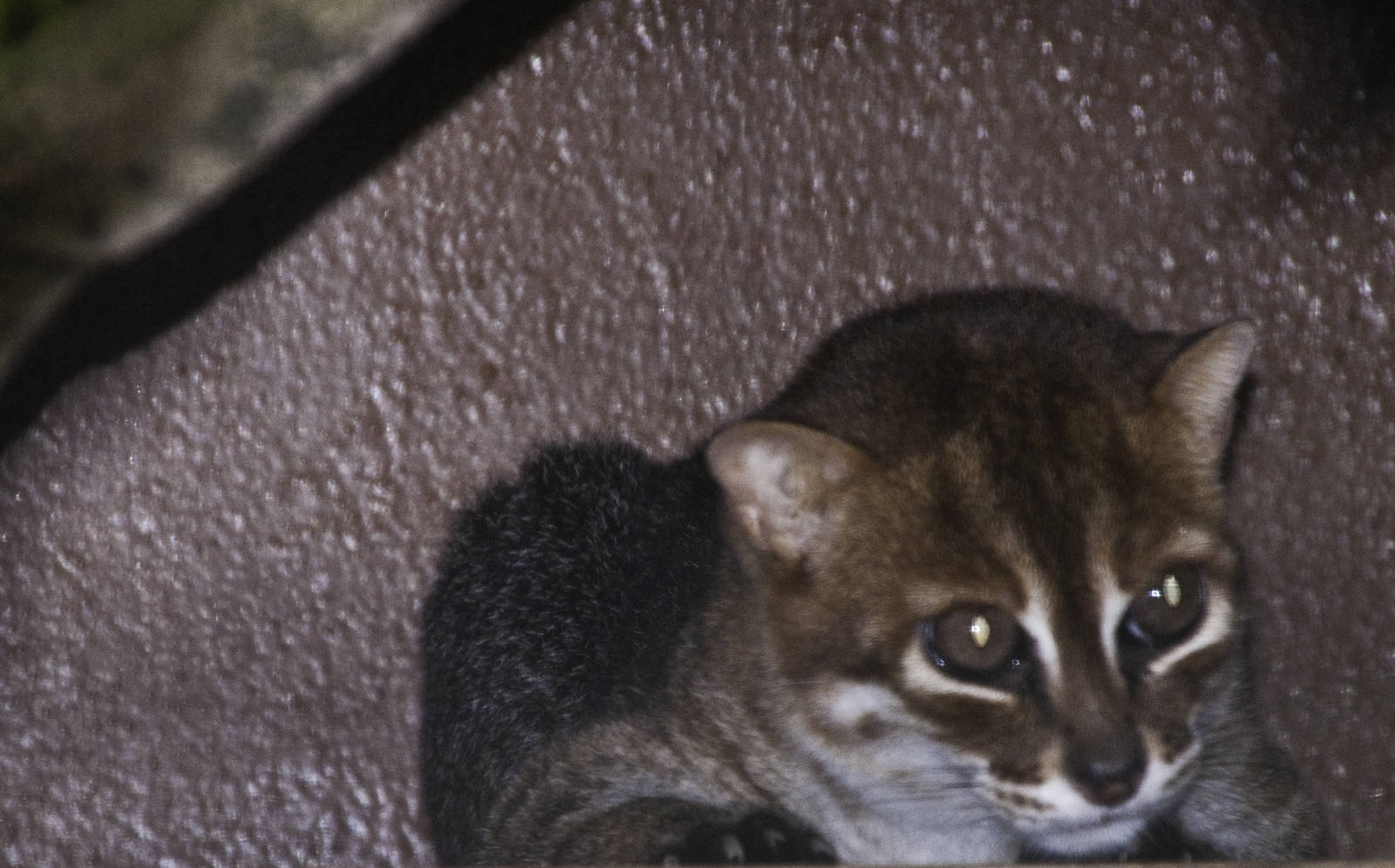 Flat headed cat - Prionailurus planiceps - Melaka Zoo - 2009