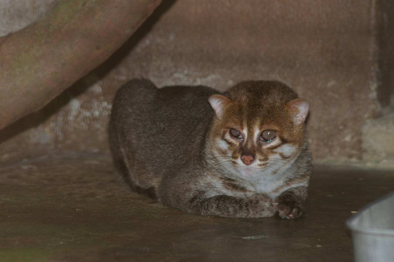 Flat-headed cat (Prionailurus planiceps)