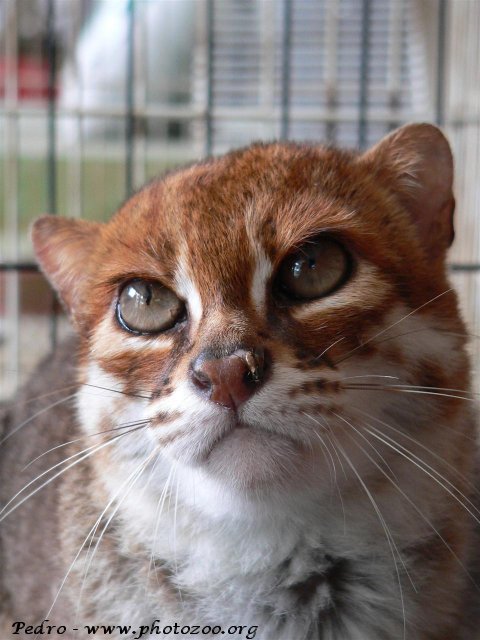 Flat-headed cat (Prionailurus planiceps)