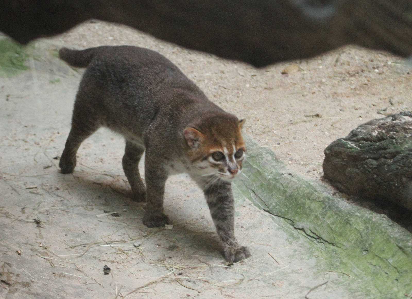Flat-headed Cat (Prionailurus planiceps)