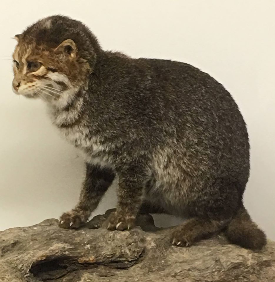 Flat-headed cat (Prionailurus planiceps)