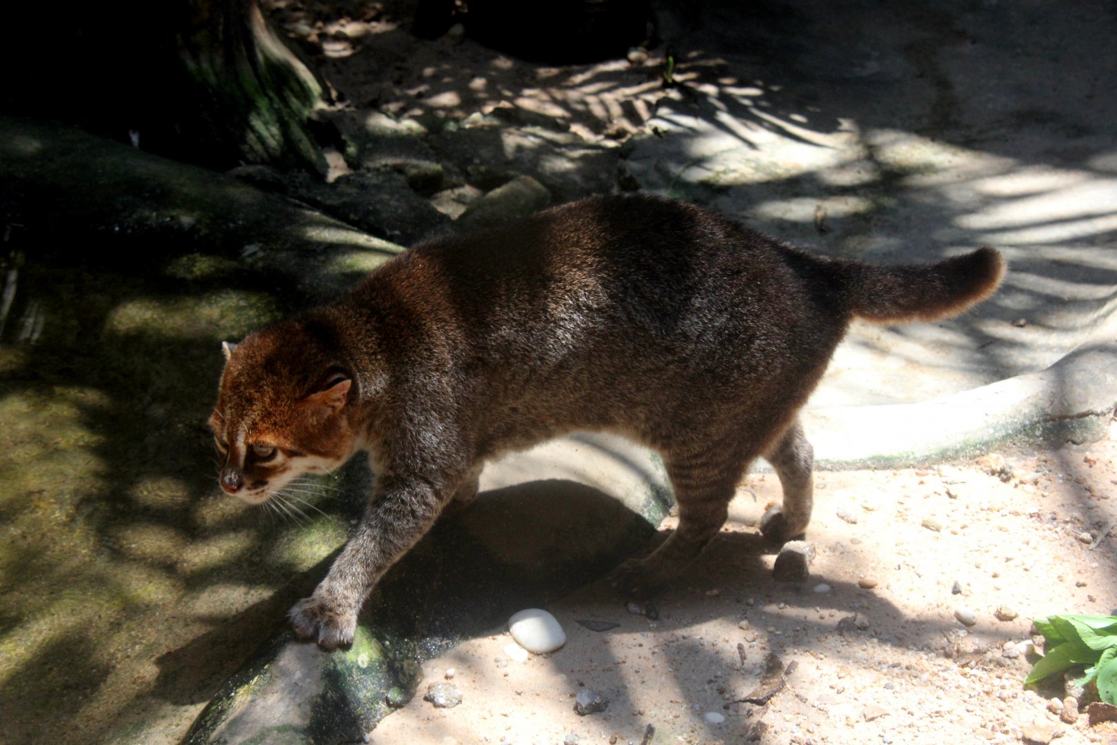 flat-headed cat (Prionailurus planiceps)