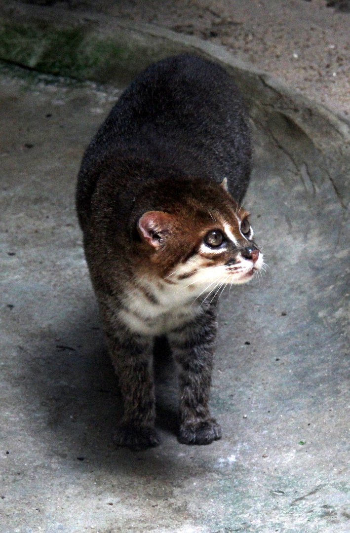 flat-headed cat (Prionailurus planiceps)
