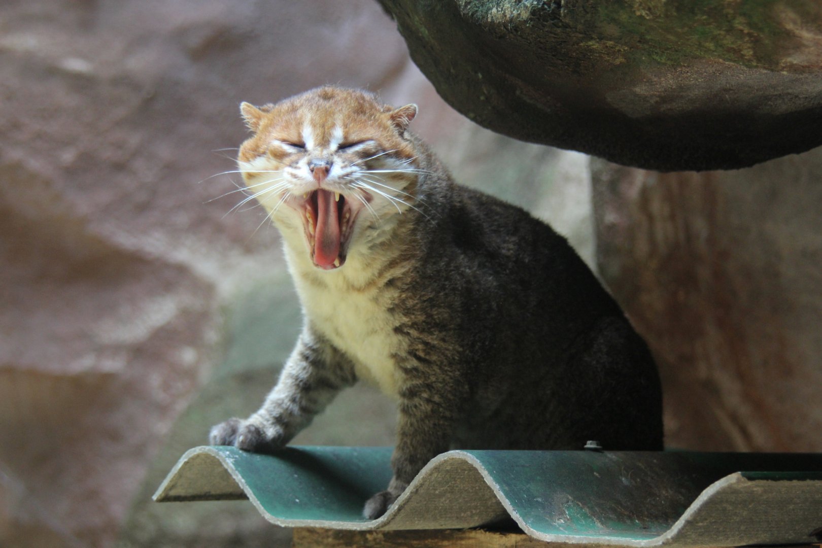 flat-headed cat (Prionailurus planiceps)