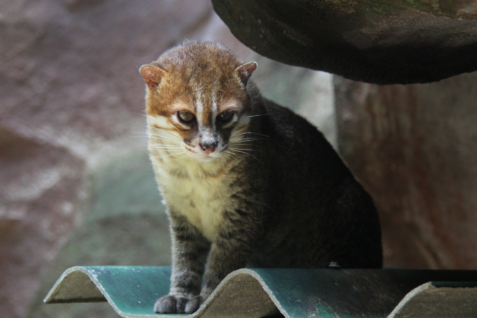 flat-headed cat (Prionailurus planiceps)