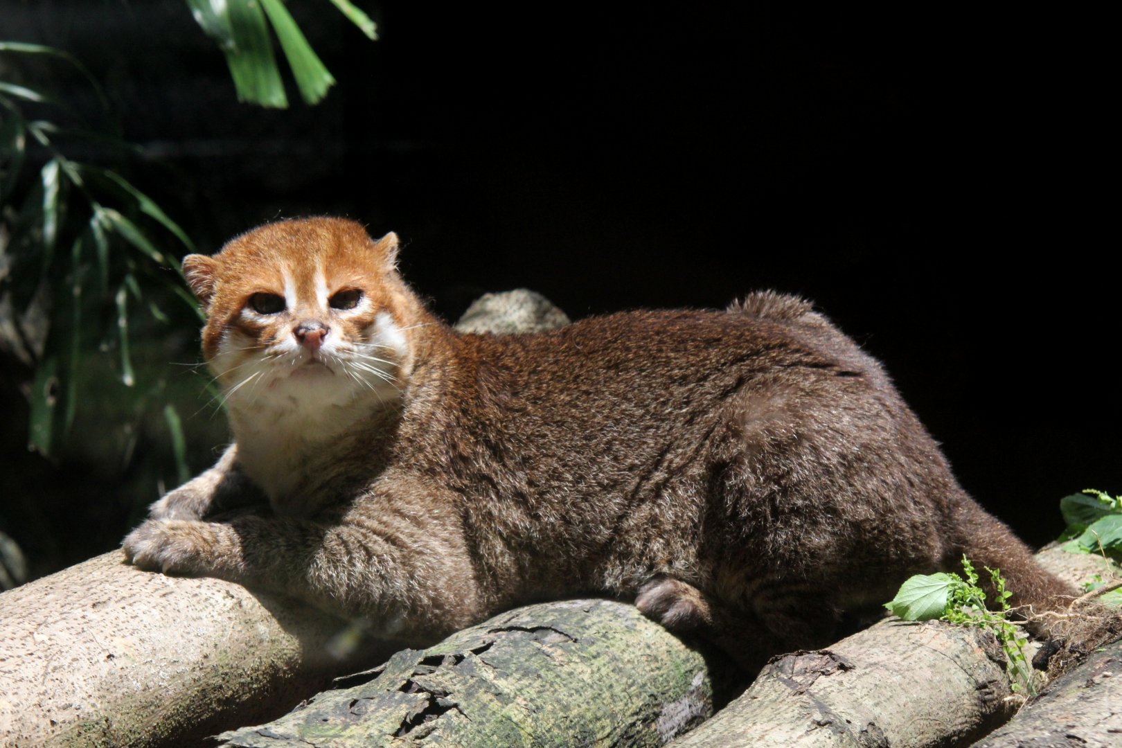 flat-headed cat (Prionailurus planiceps)