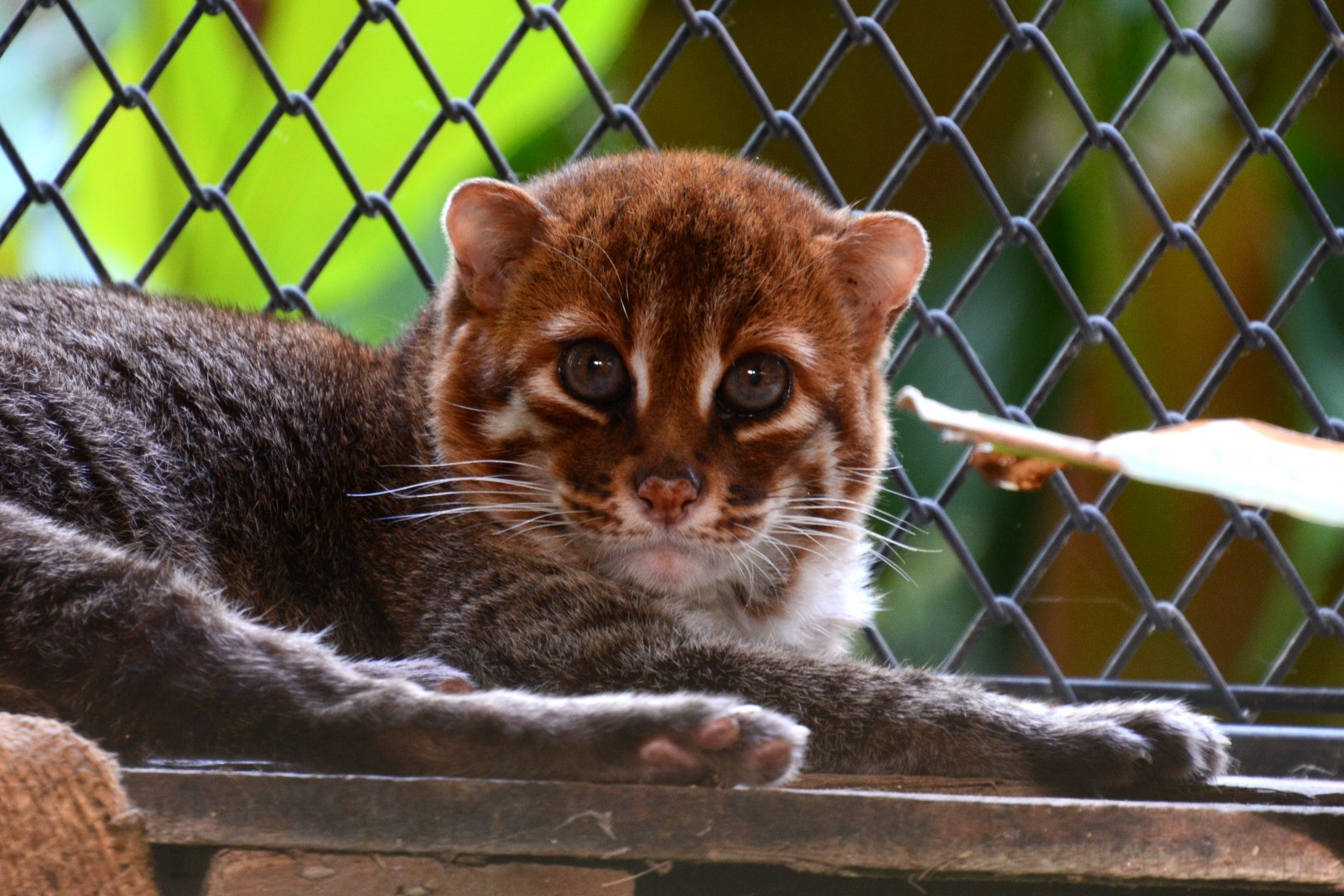 Flat-headed cat (Prionailurus planiceps)