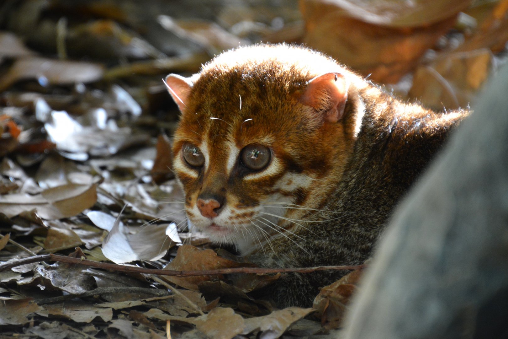 Flat-headed cat (Prionailurus planiceps)