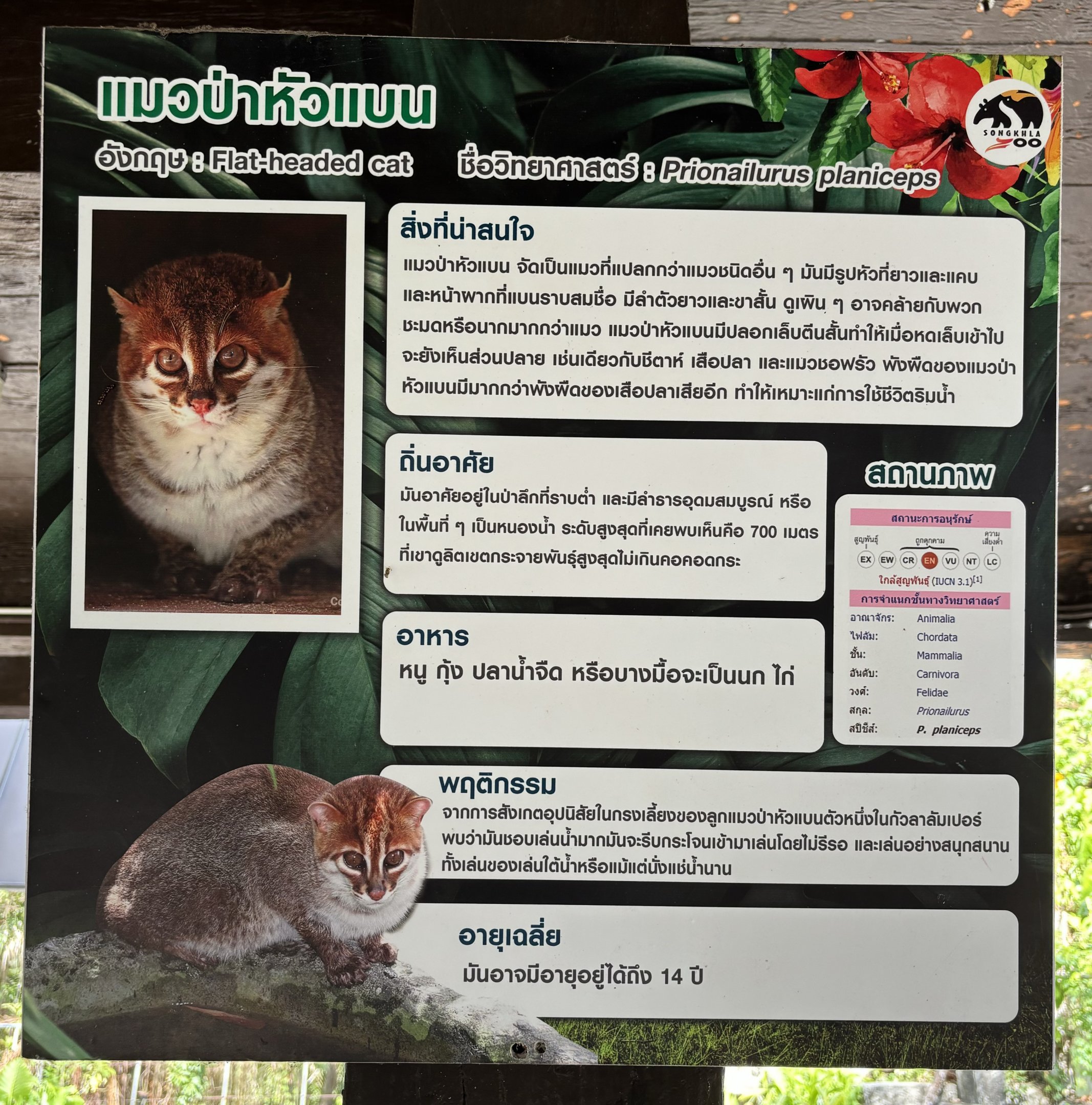 Flat-headed Cat Sign
