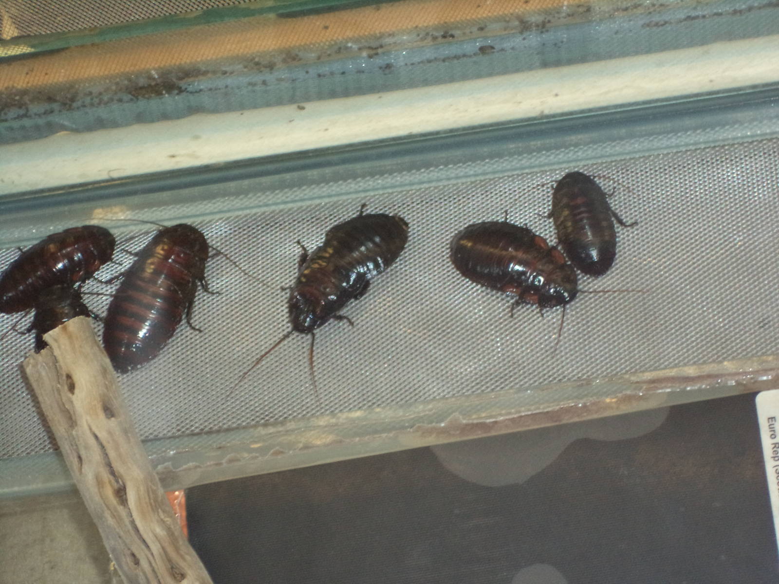 Flat horn hissing cockroach