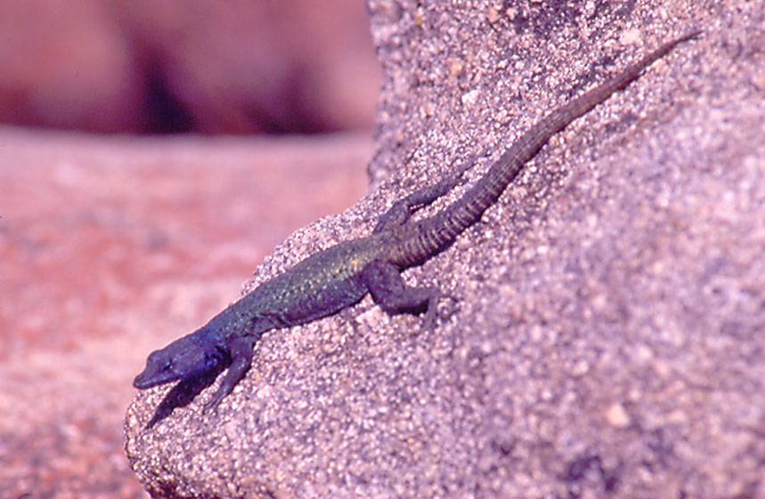 Flat Lizard - View of the World, Matopos National Park, Zimbabwe