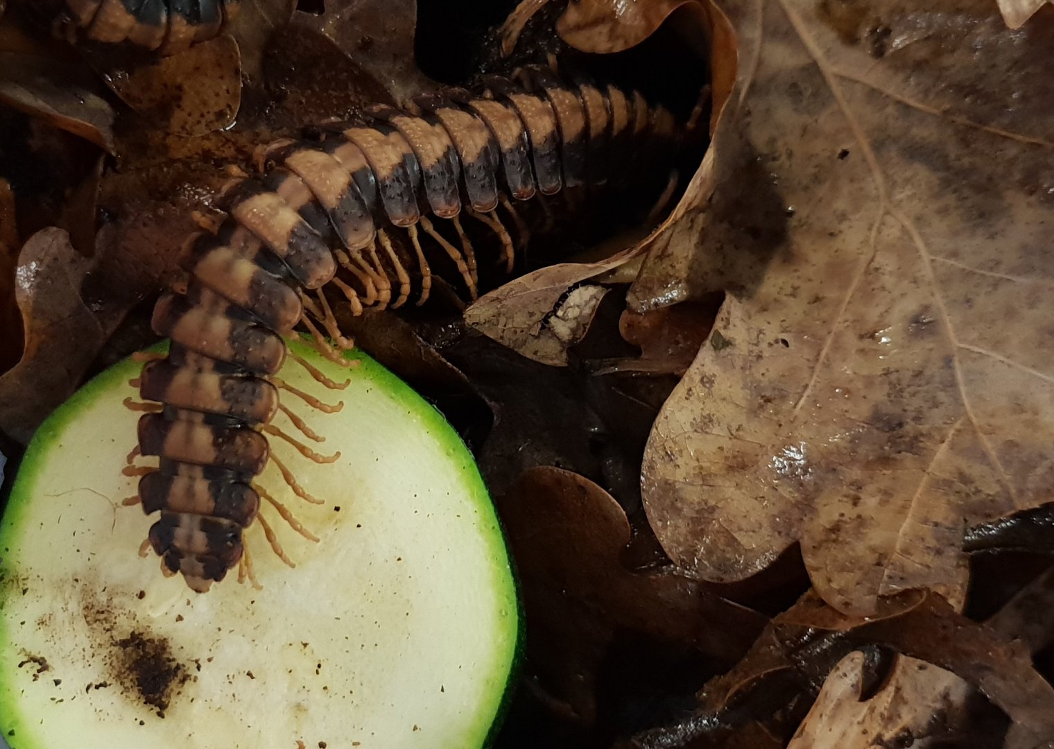 Flat millipede - Coromus species