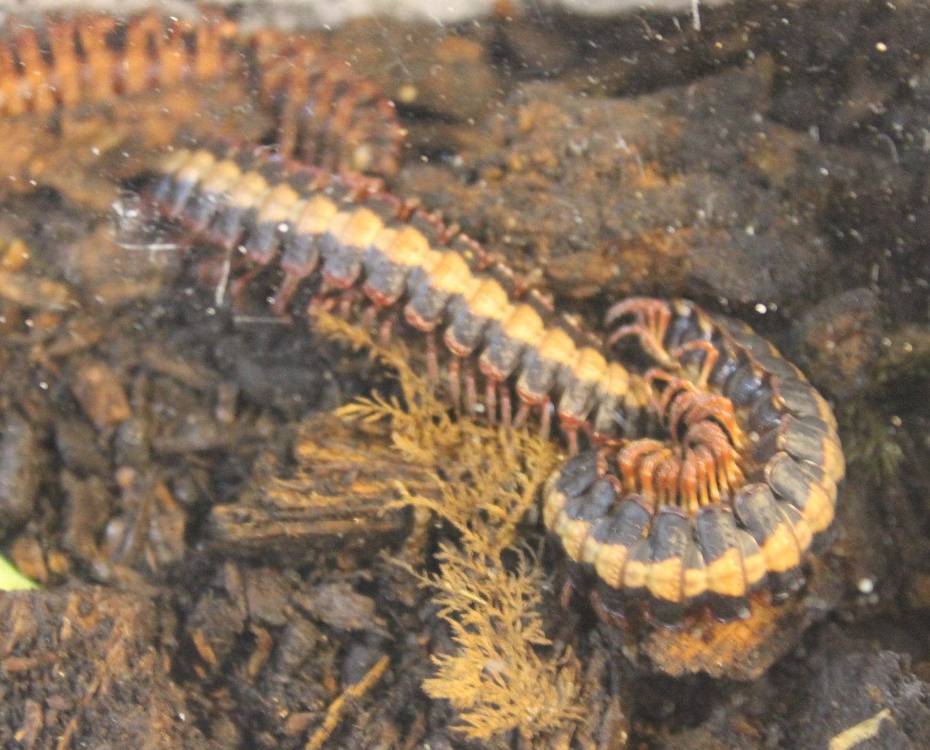 Flat millipedes - Coromus vittatus
