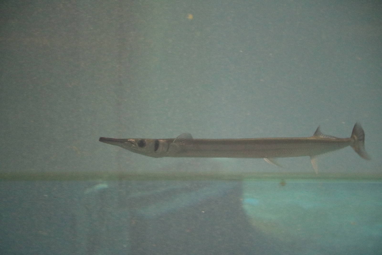 Flat needlefish - Tokyo Sea Life Park, February 2016