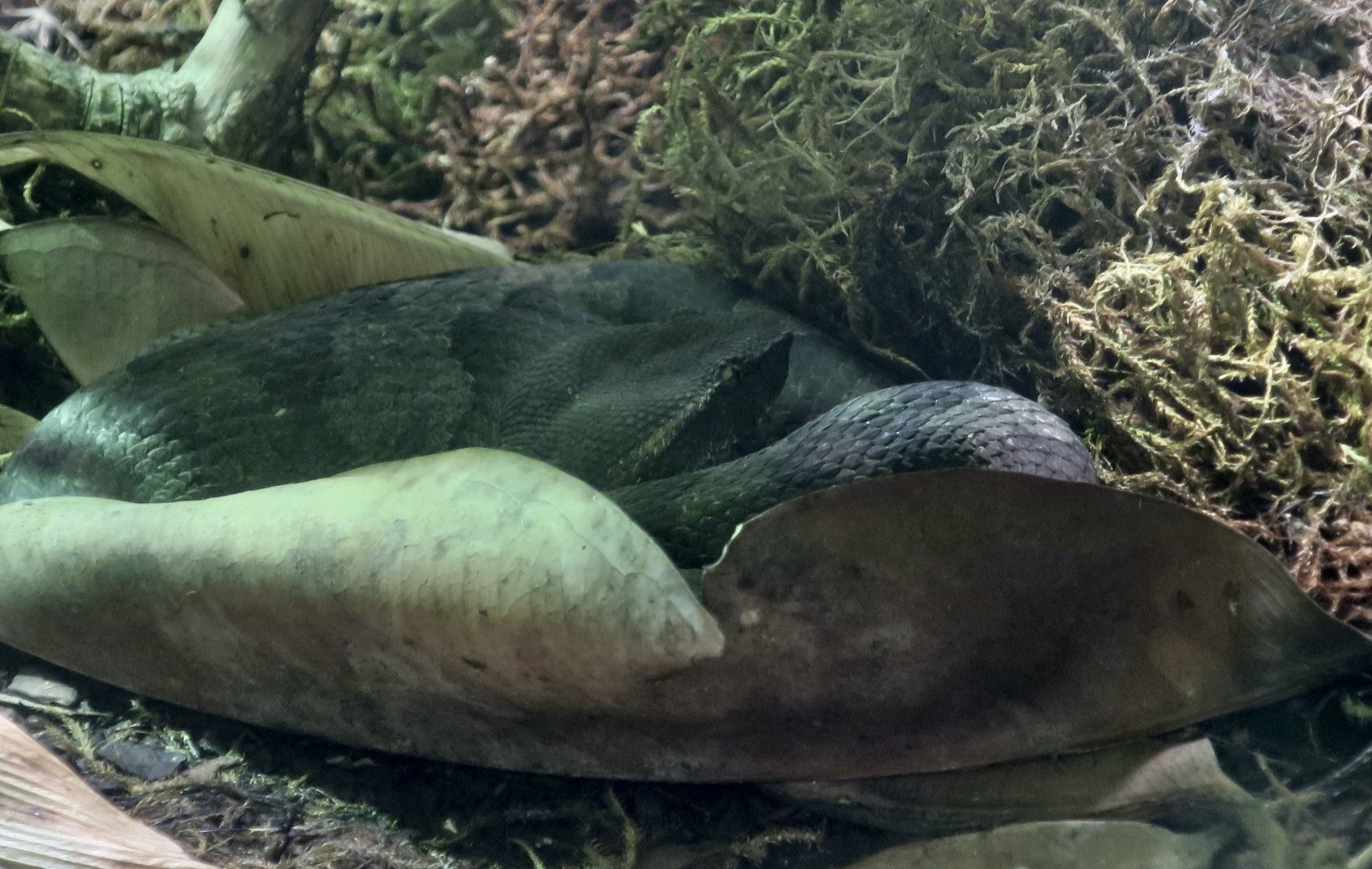 Flat-Nosed Pit Viper (Craspedocephalus puniceus)