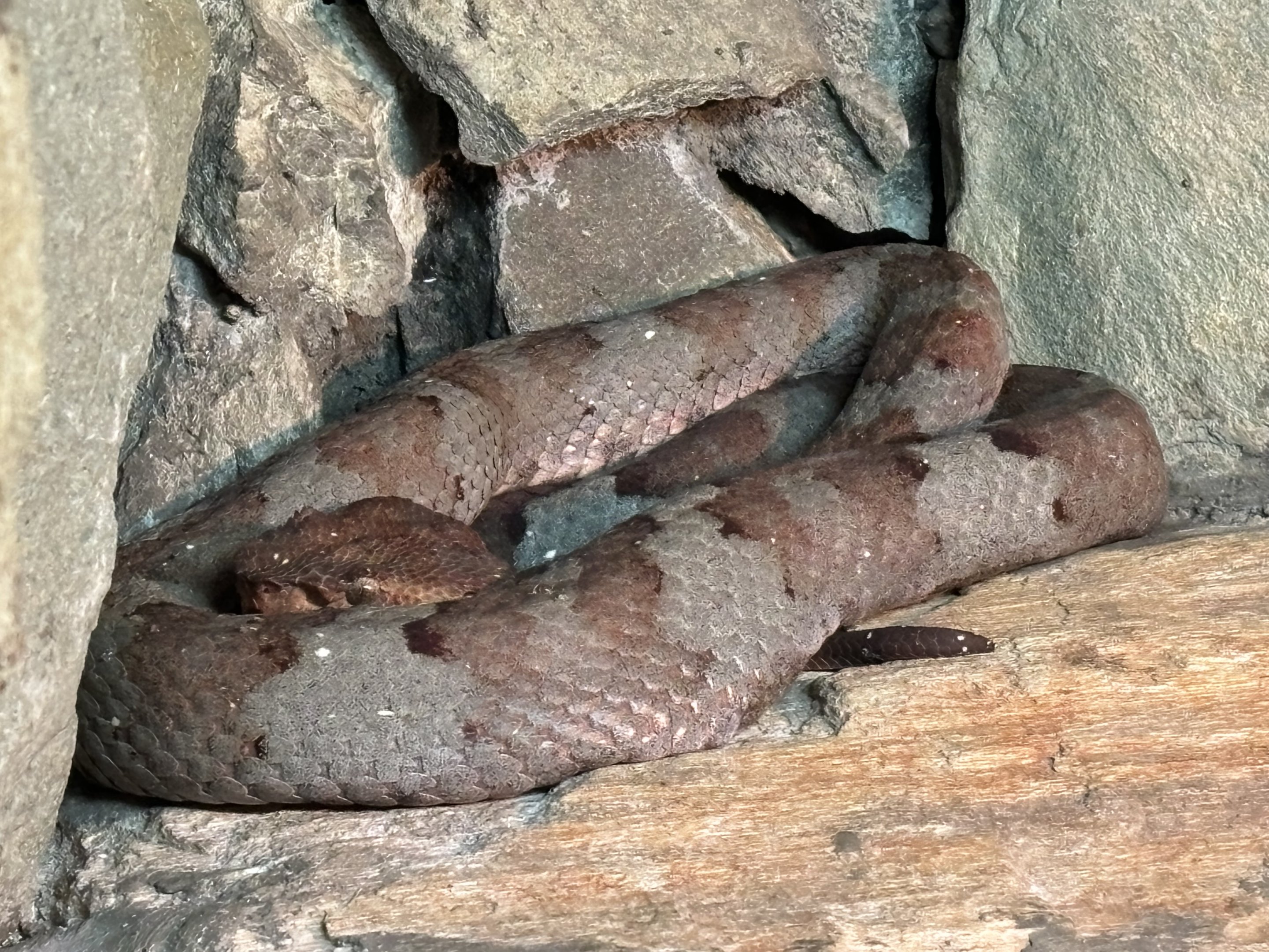 Flat-nosed Pit Viper - Reptile Tunnel
