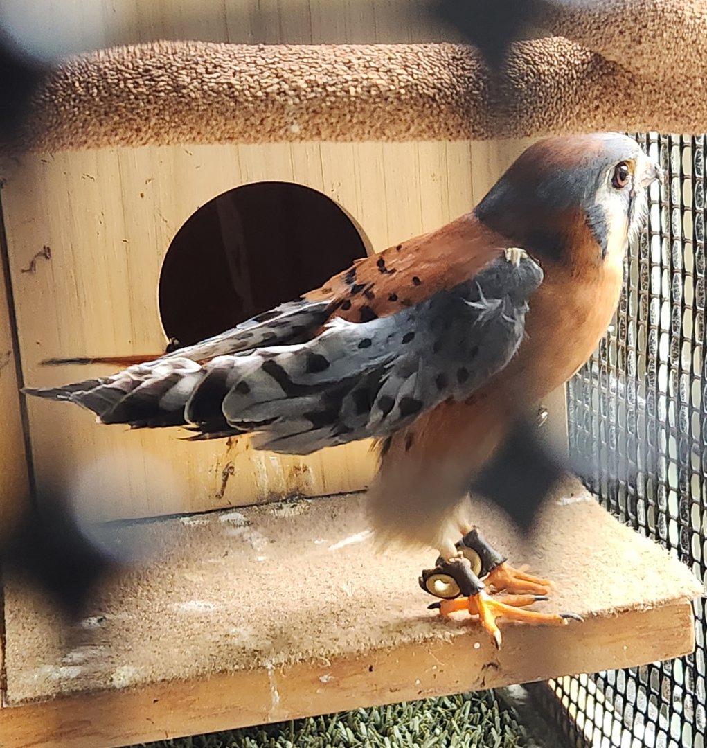 Flat Rock Brook Nature Center - American Kestrel