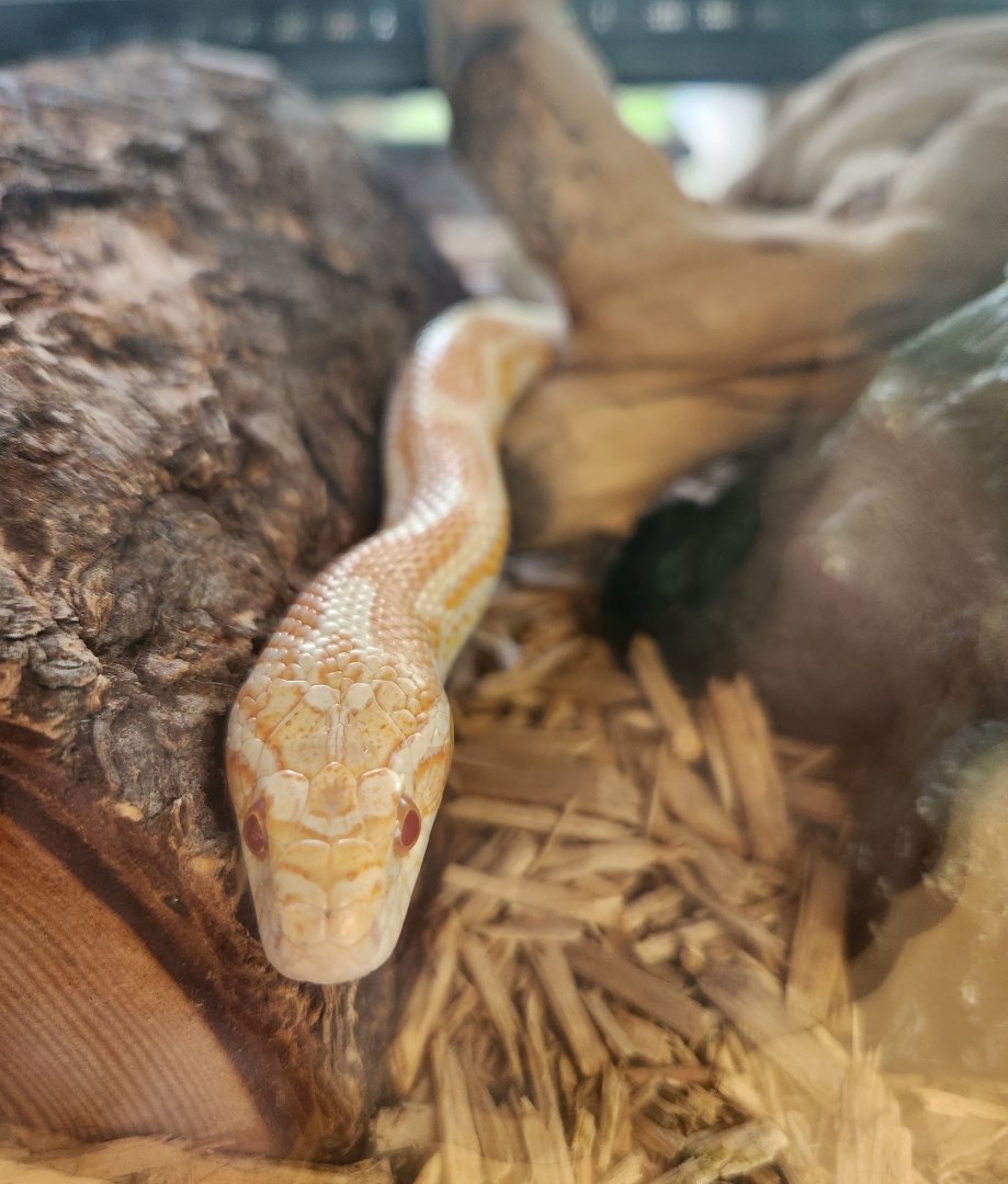 Flat Rock Brook Nature Center - Corn Snake