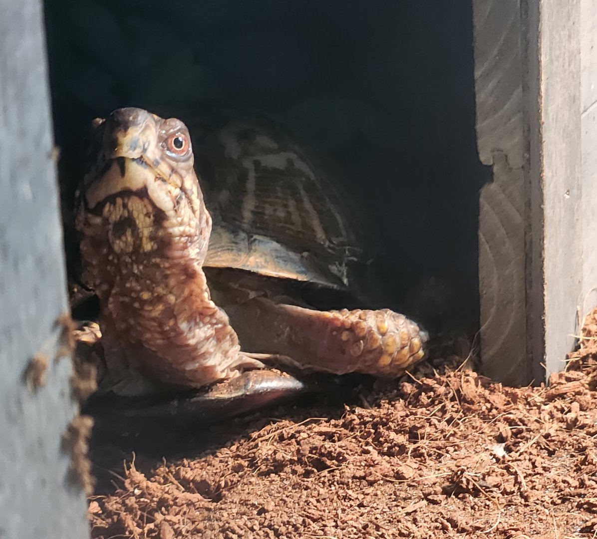 Flat Rock Brook Nature Center - Eastern Box Turtle