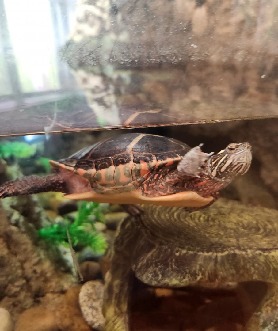 Flat Rock Brook Nature Center - Painted Turtle