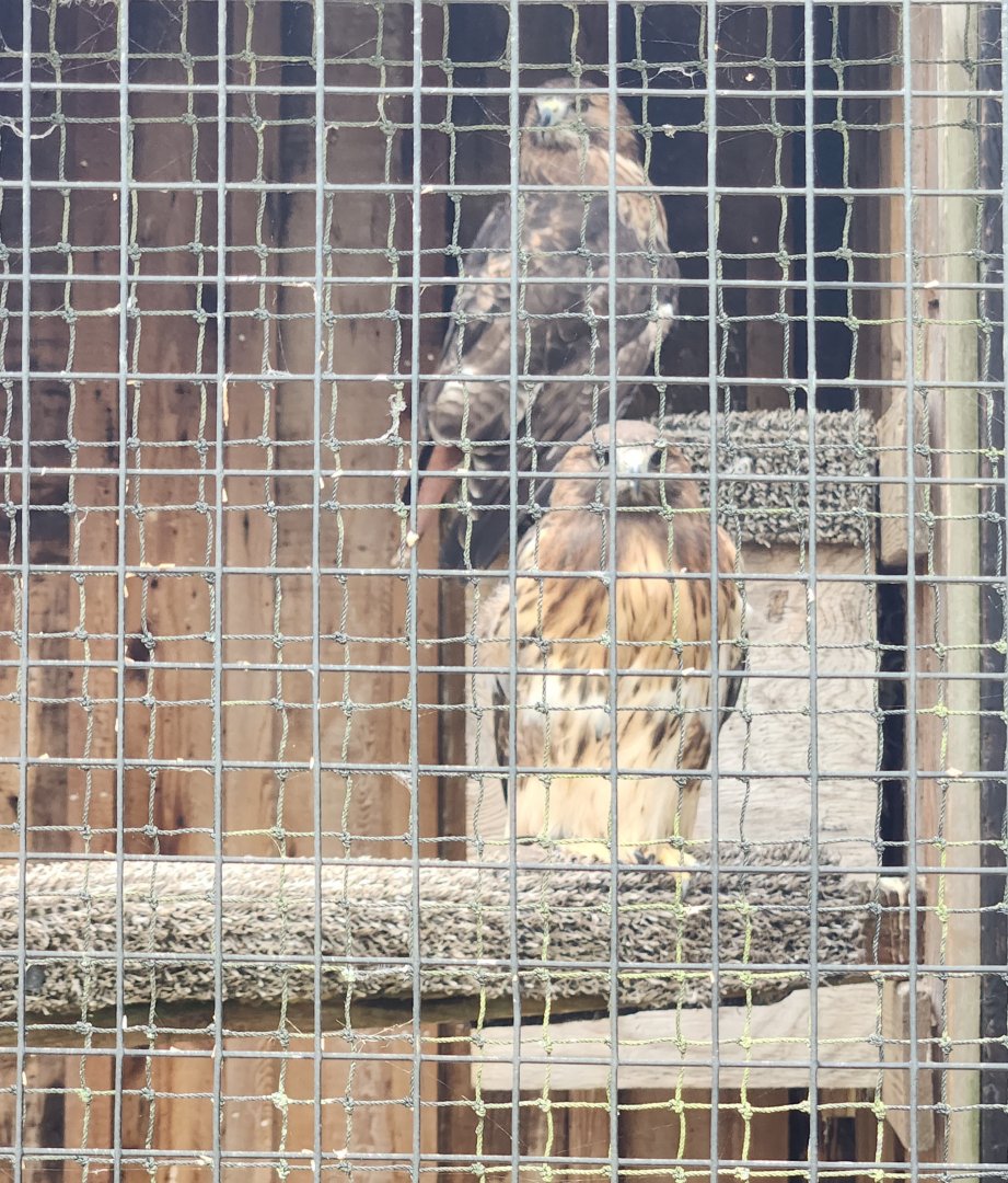 Flat Rock Brook Nature Center - Red-tailed Hawks