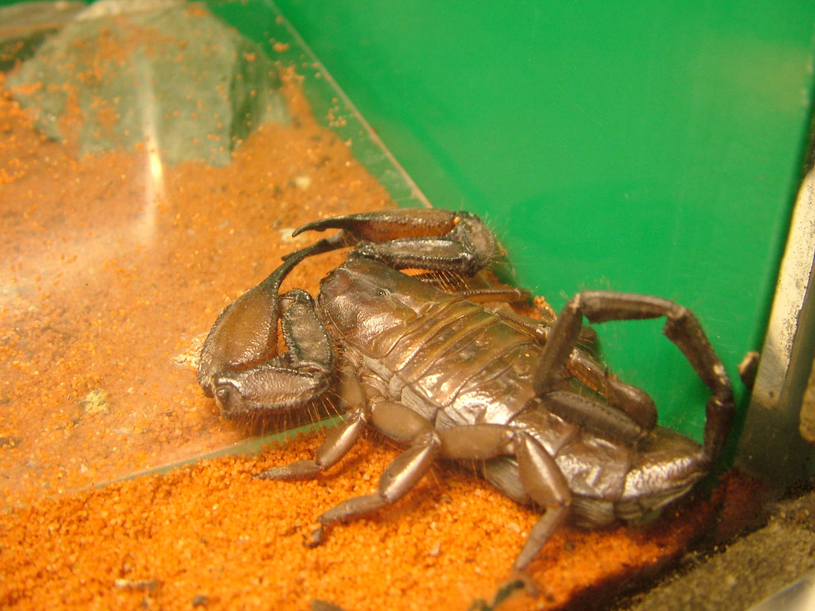 Flat Rock Scorpion at Cologne, 07/09/10