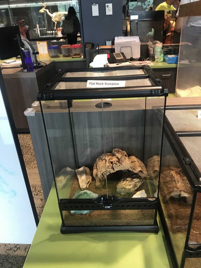 Flat Rock Scorpion Terrarium
