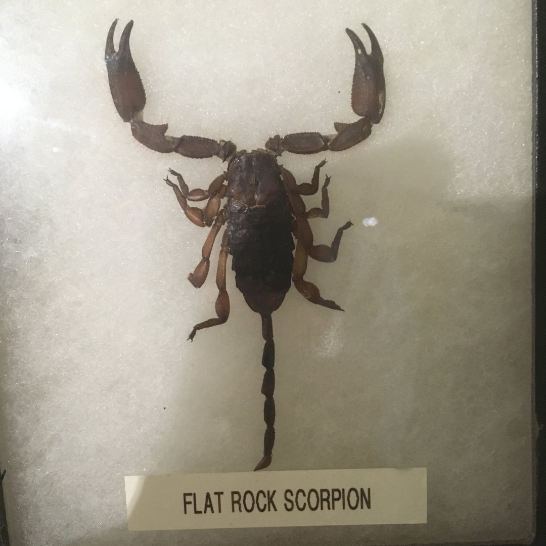 Flat Rock Scorpion