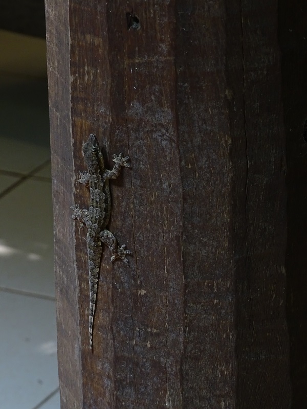 Flat-tailed house gecko (Hemidactylus platyurus)
