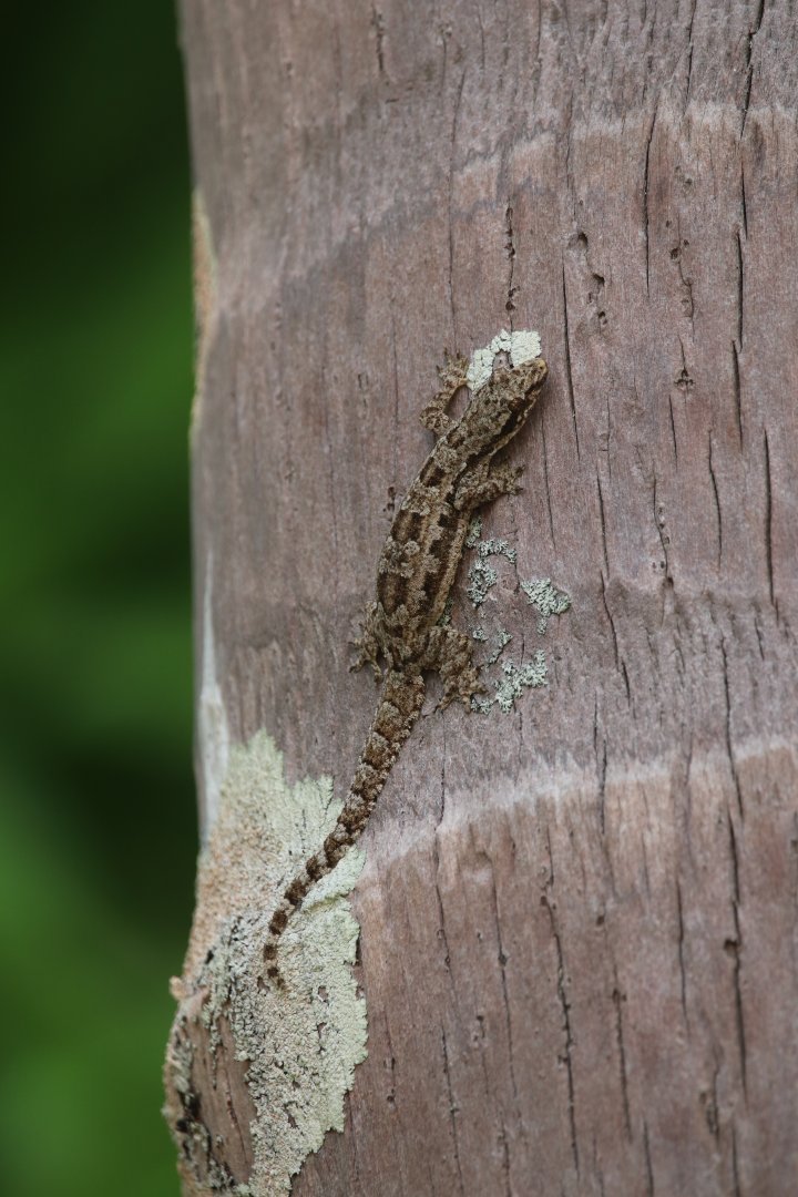 Flat-tailed house gecko (Koh Kood)