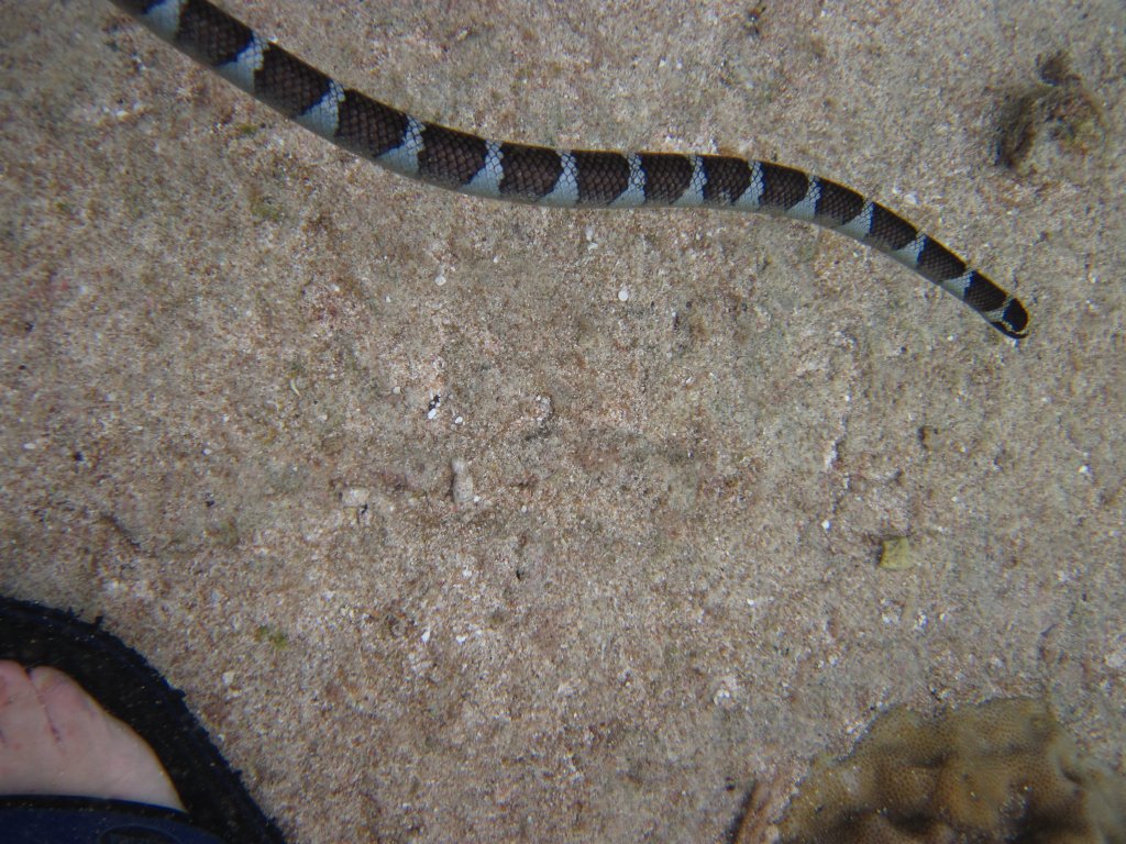 Flat-tailed Sea Krait (aka Niue Sea Krait)