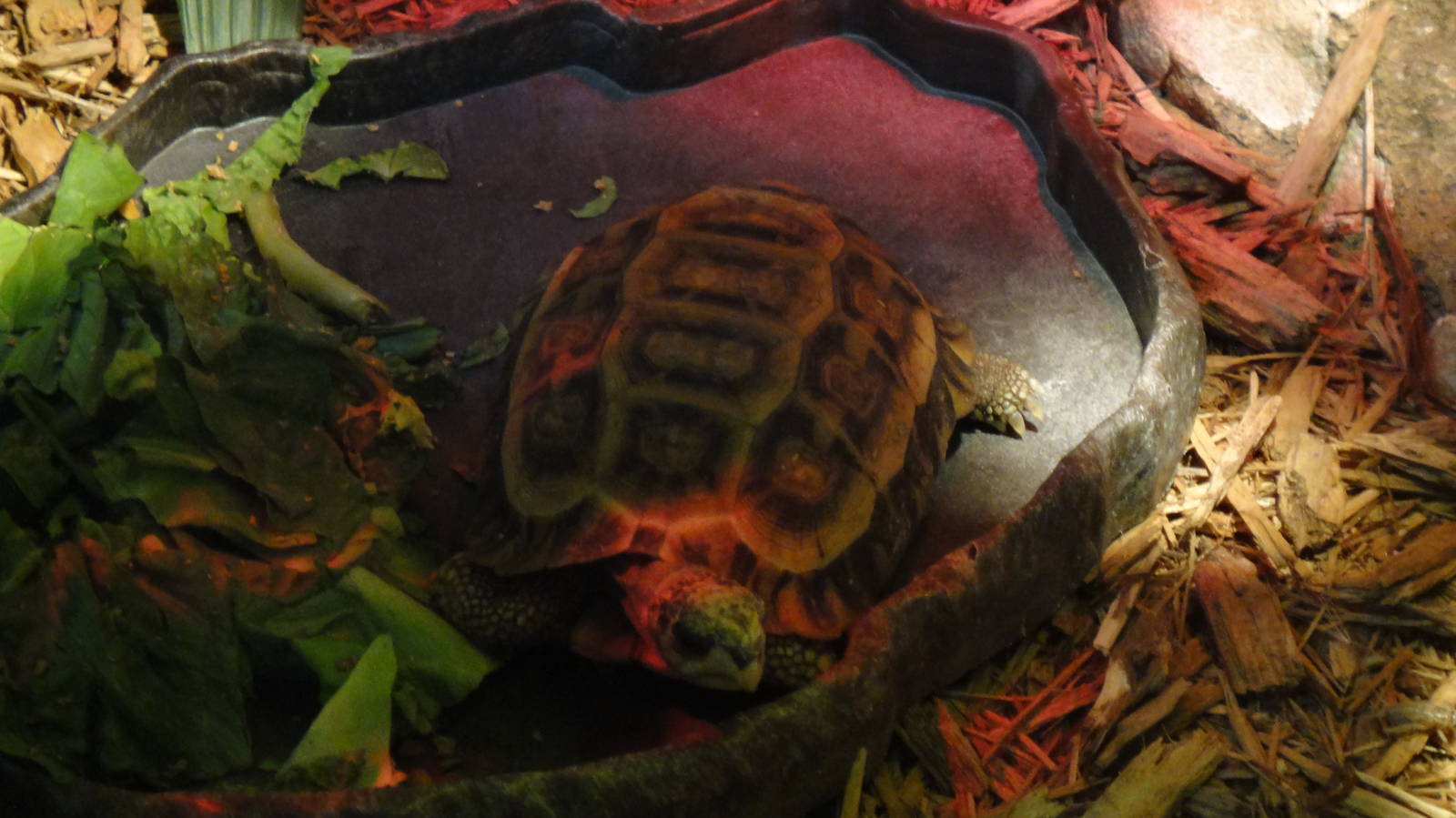 Flat-tailed spider tortoise at Philadelphia zoo 2015-03-08