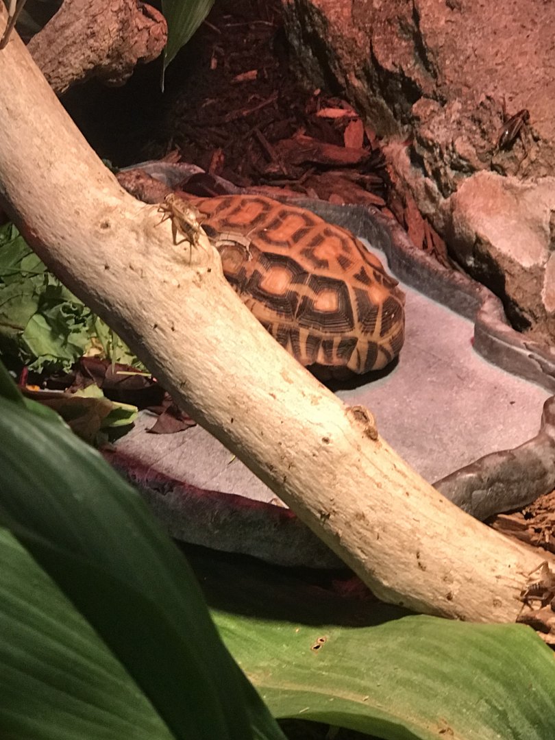 Flat-tailed spider tortoise