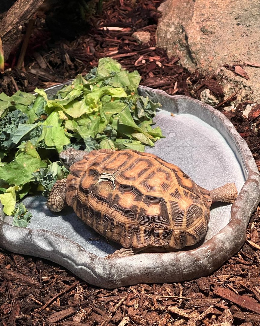 Flat-tailed spider tortoise