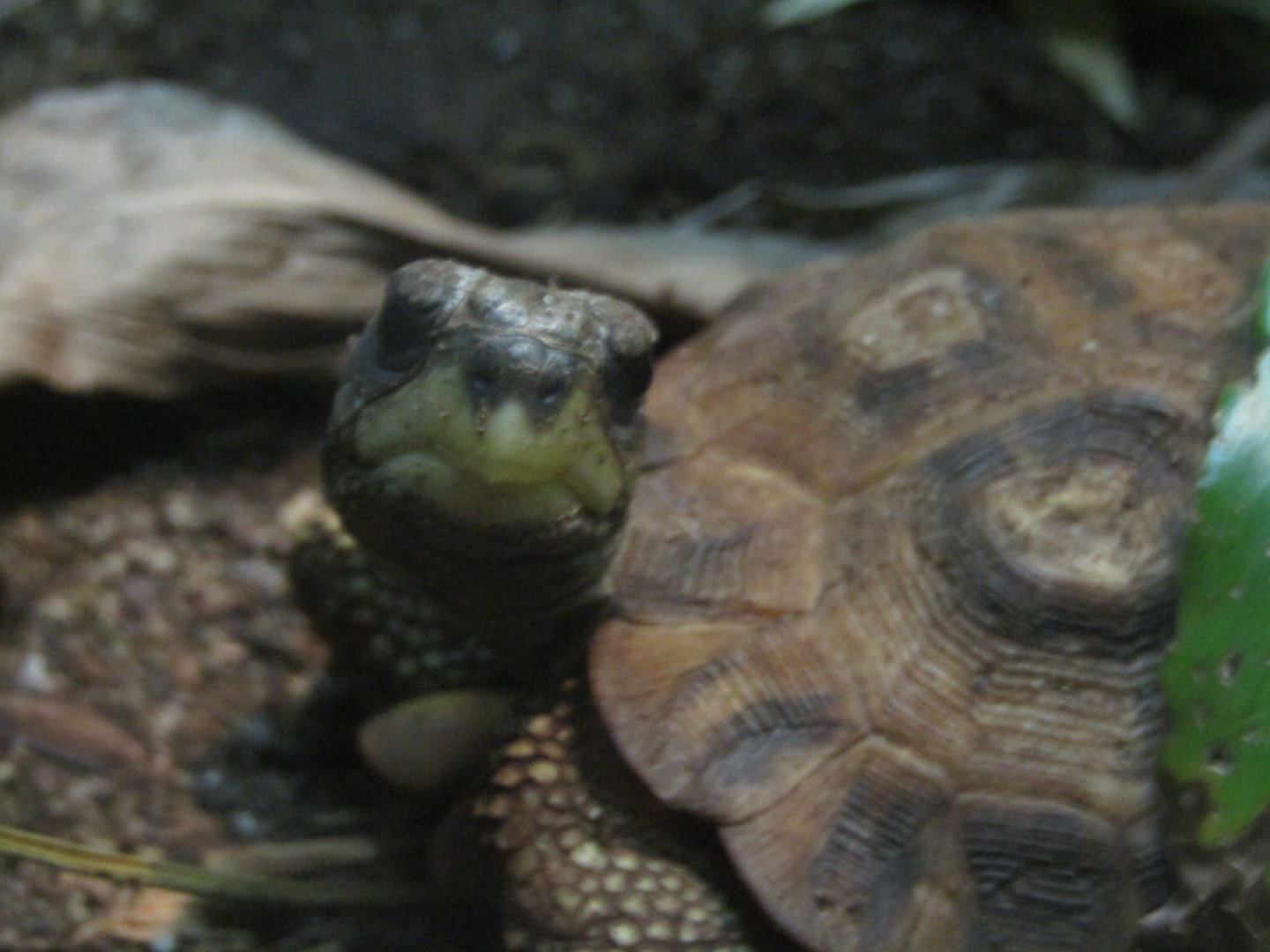 Flat Tailed Tortoise