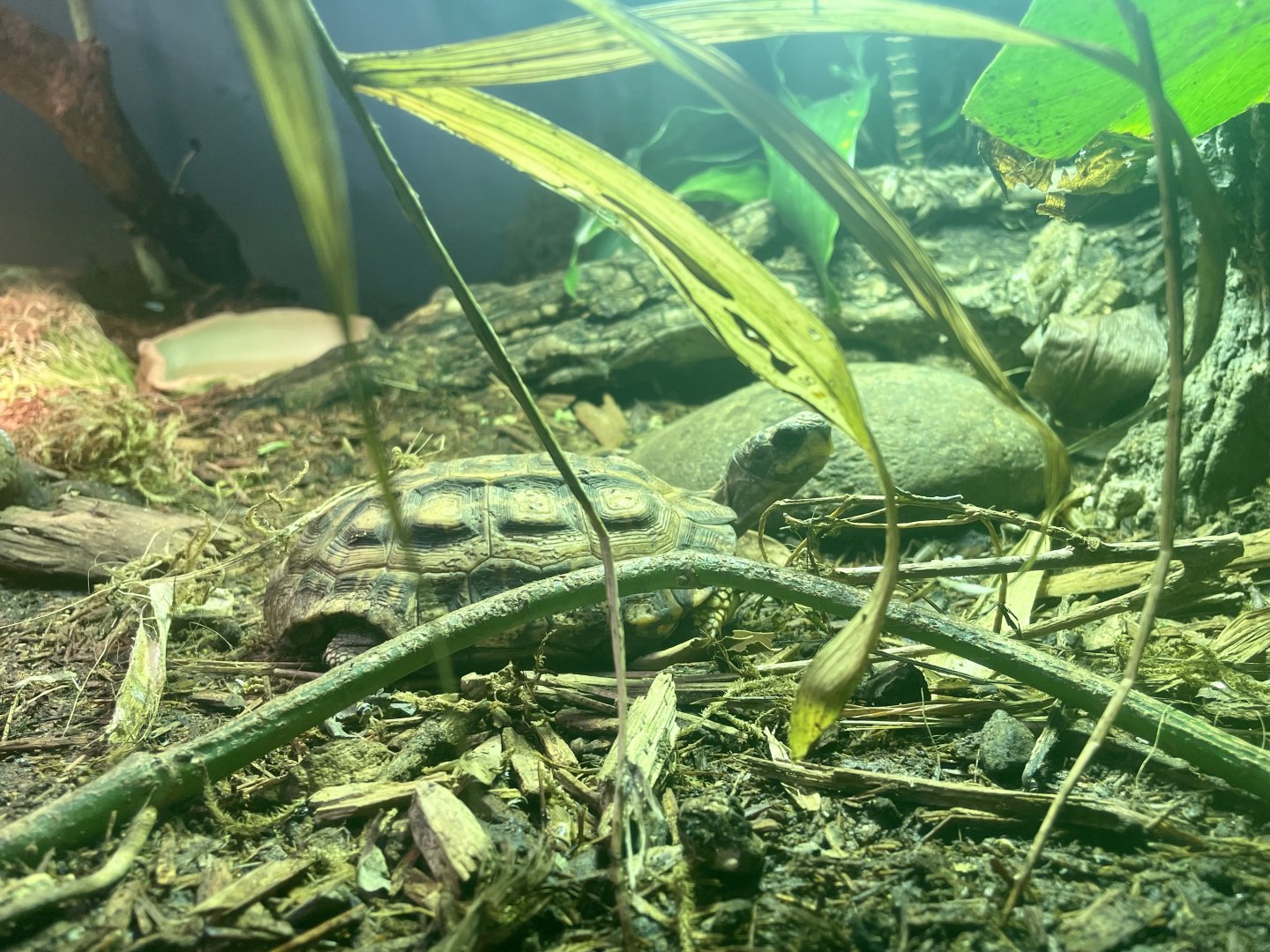 Flat-tailed Tortoise